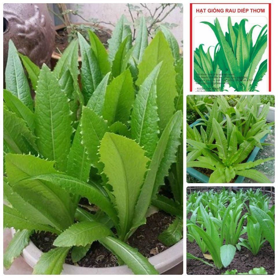 Hạt giống rau diếp thơm - 5 gr/gói