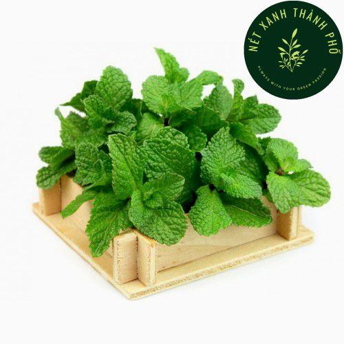 Hạt giống Bạc Hà Chanh, LEMON BALM 601