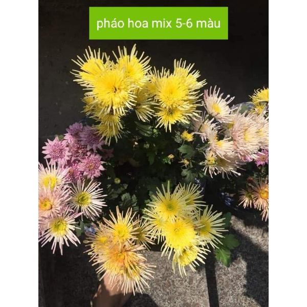 10 bầu cây giống hoa cúc tua mixx đủ màu
