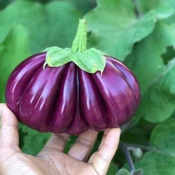 Hạt giống Cà Tím Khía F1 Thái Lan 0.3gr/gói