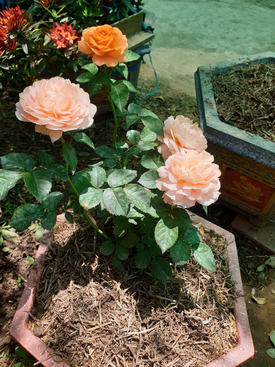 Phân rơm hoai mục - Gói 5dm3 phân rơm