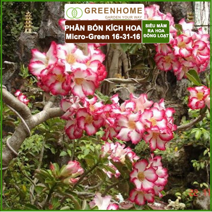 Phân Bón Ra Hoa, Greenhome, Micro Green, Gói 10gr, Tạo Mầm Hoa Cực Mạnh, Thúc Đẩy Ra Hoa Đồng Loạt, Hoa To, Lâu Tàn