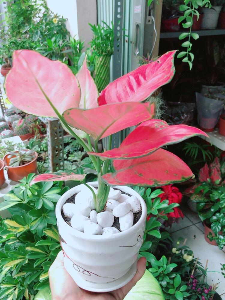 Chậu Cây Vạn Lộc Hồng