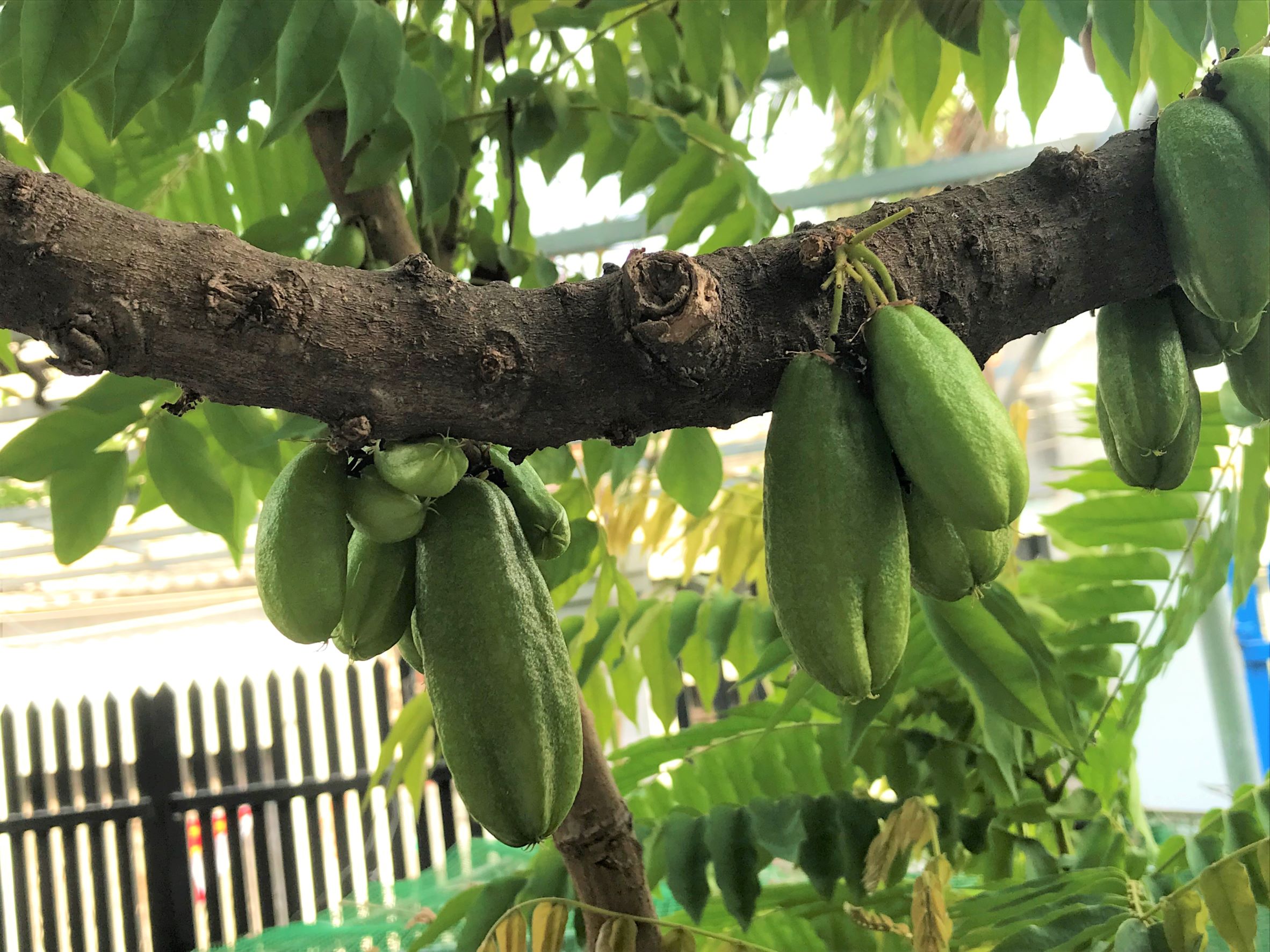 Hạt giống khế tàu