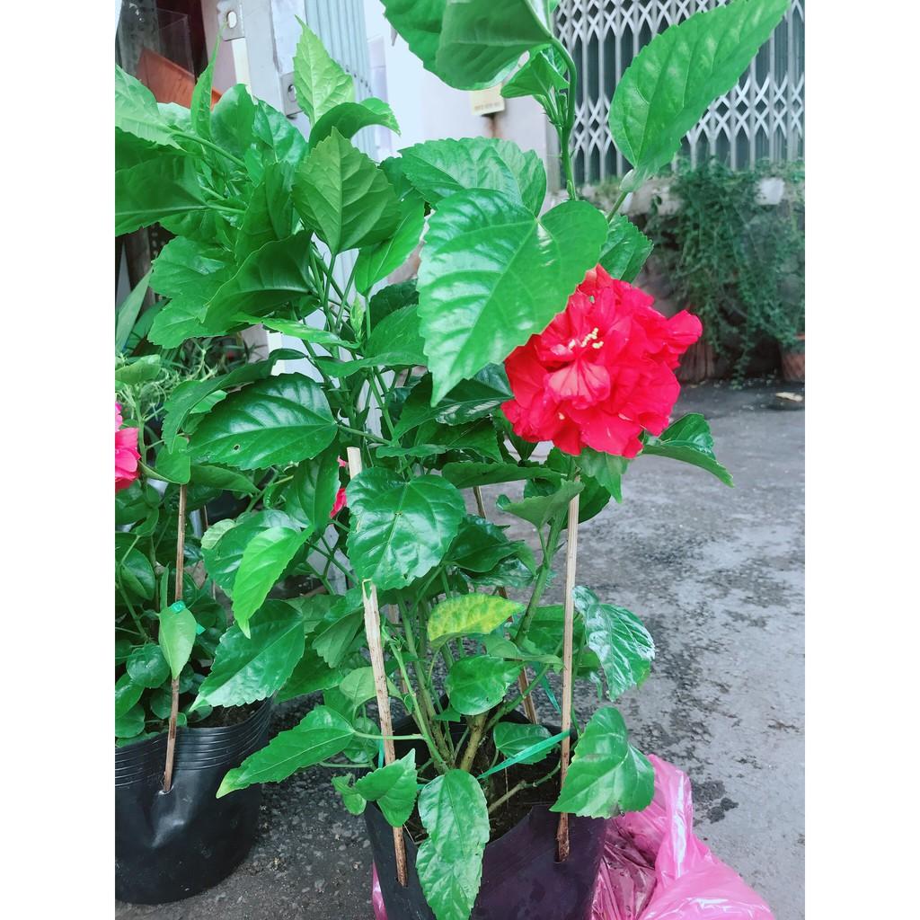 Hoa Dâm Bụt Đỏ