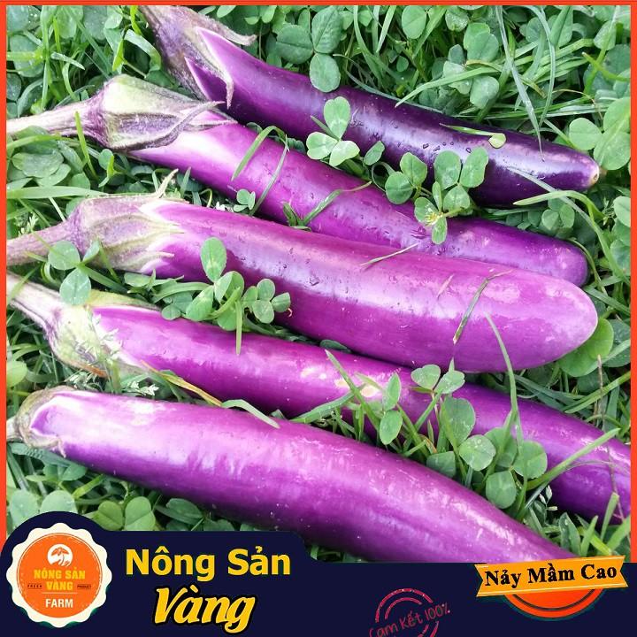 Hạt giống Cà Tim Quả Dài