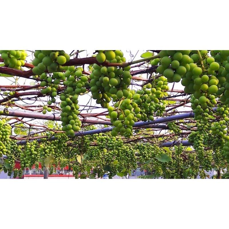 Lưới trồng cây leo giàn lỗ nhỏ