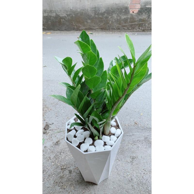 Chậu Cây Kim Phát Tài