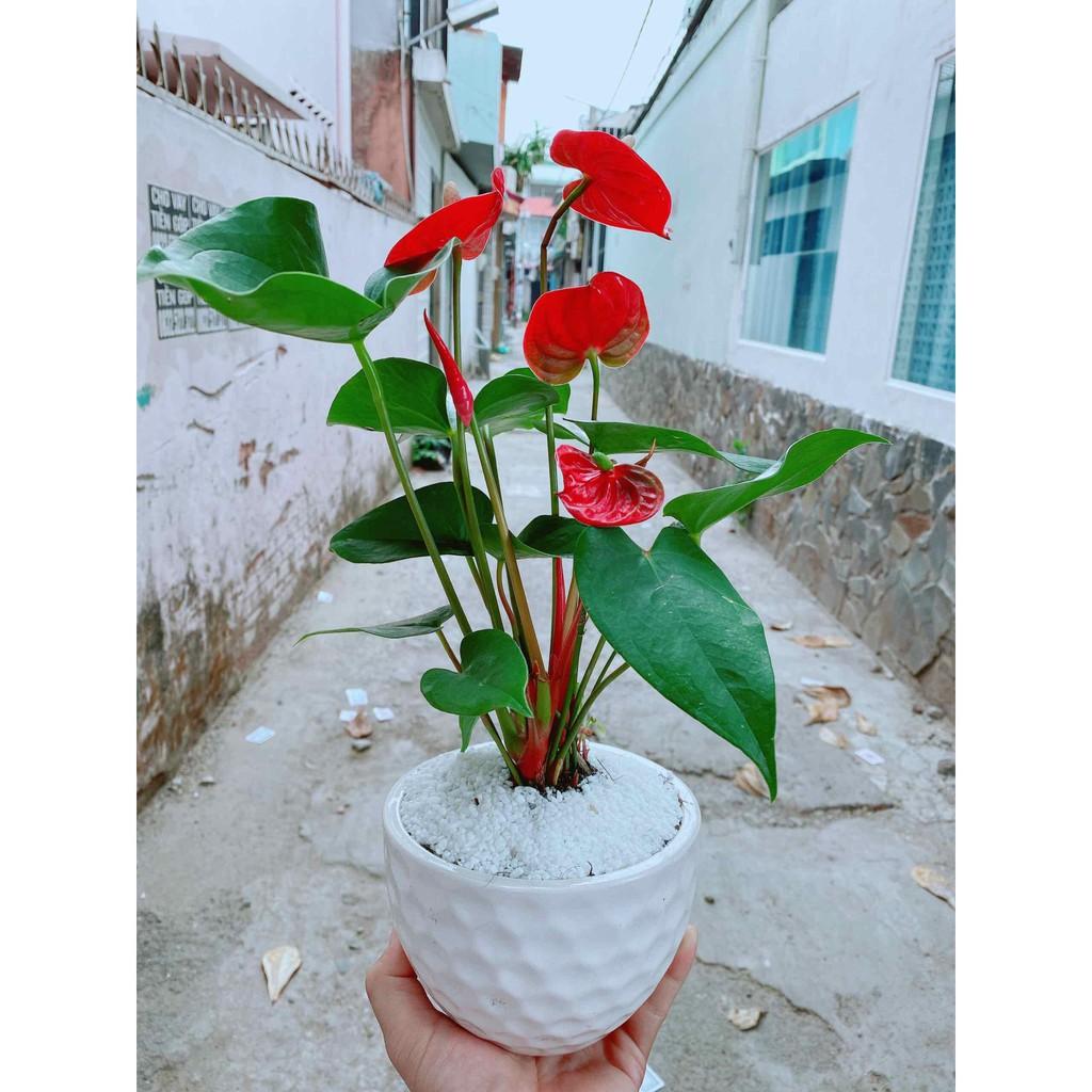 Chậu cây hồng môn Bán Chạy