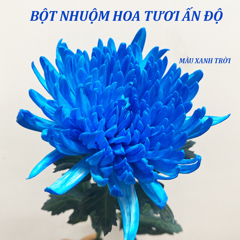 Bột Màu Nhuộm Hoa Chuyên Dụng cho Hoa Tươi Nhập Khẩu Ấn Độ tiện vận chuyển xa
