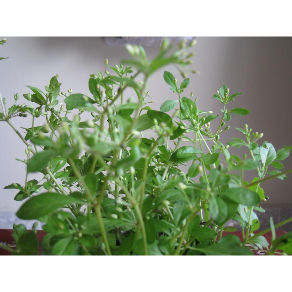 Hạt Giống Rau Đắng Đất -