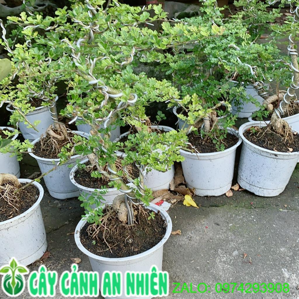 Cần Thăng Bonsai Lớn