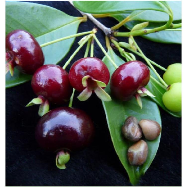 Hạt giống cây ăn trái cherry nhiệt đới 10 hạt/gói