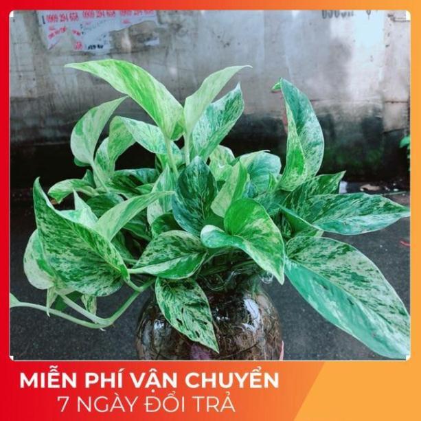 Chậu Trầu Bà Sữa Trồng Thuỷ Sinh