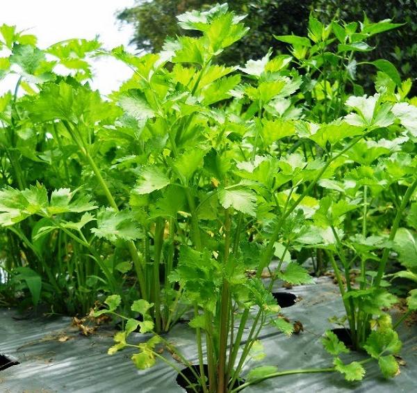 Hạt Giống Rau Thơm Parsley, Ngò Tây, Rau Mùi Tây Giống Rất Thơm Gói 1gram