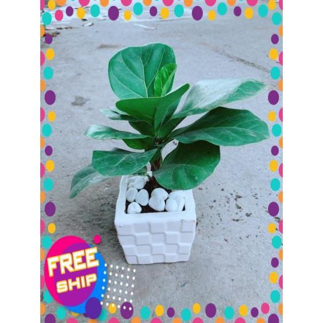 Chậu Bàng Singapore