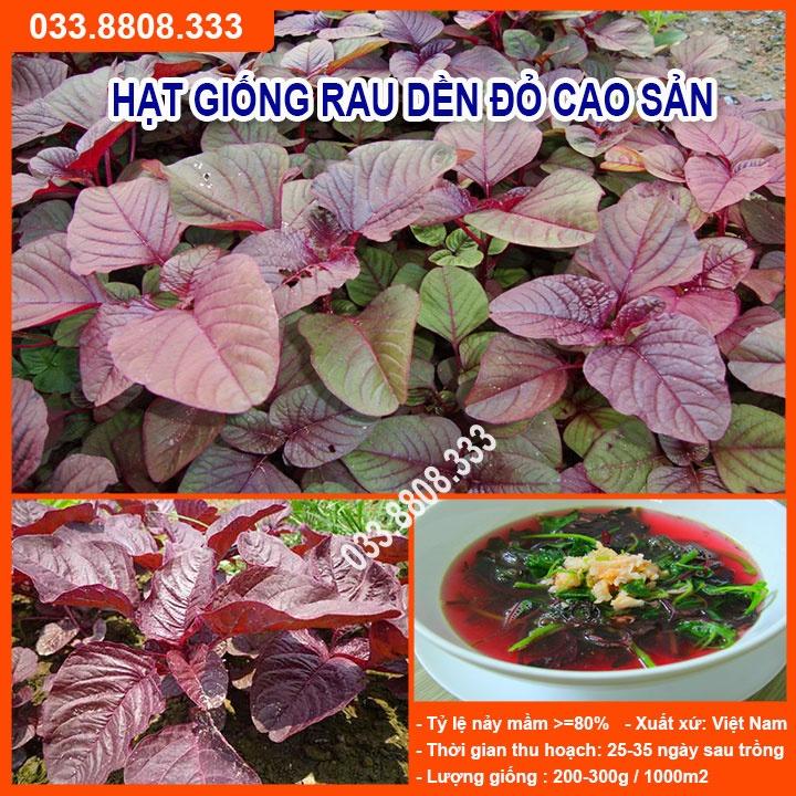 Hạt Giống Rau Dền Đỏ 20gram -Giống Tốt Giá Rẻ