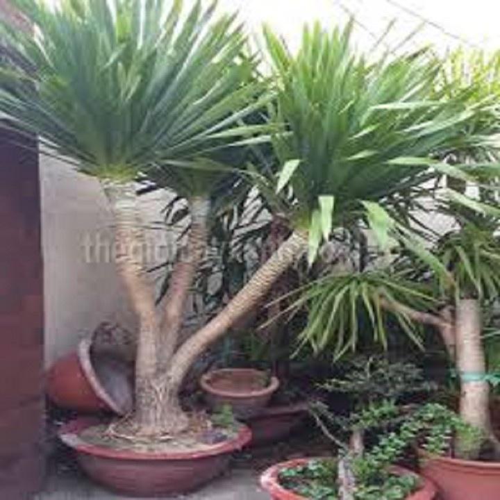 CHẬU CÂY PHÁT TÀI NÚI SIÊU ĐẸP