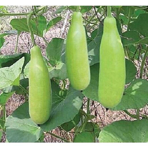 Hạt giống Bầu Xị