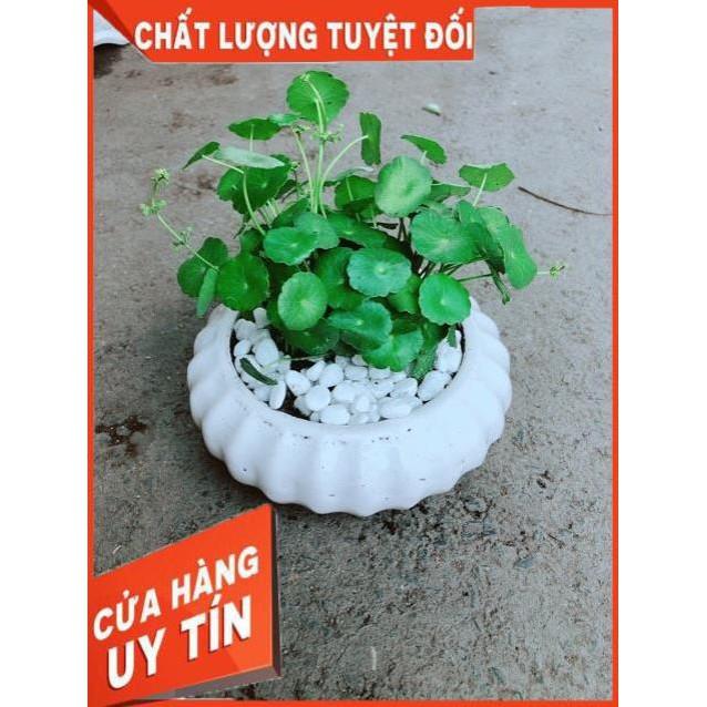 Chậu Cỏ Đồng Tiền