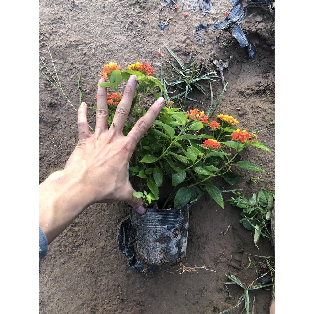 Cây hoa ngũ sắc đỏ cam đứng, chiều cao 20cm tán lá sum suê hoa nở bắt mắt thích hợp trang trí sân vườn