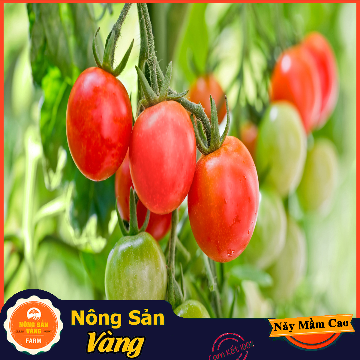 Hạt giống Cà Chua Cherry Đỏ ( Gói 20 hạt ) - Nông Sản Vàng