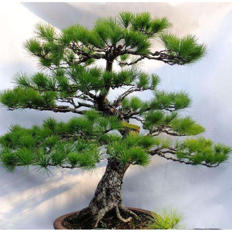 Combo 2 gói Hạt giống cây tùng la hán - Gói 10 Hạt/Tặng gói kích thích hạt nảy mầm-HGNN