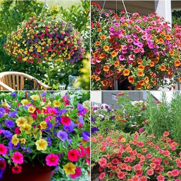 Combo 5 gói Hạt giống hoa triệu chuông mix màu - 1 gói 30 hạt