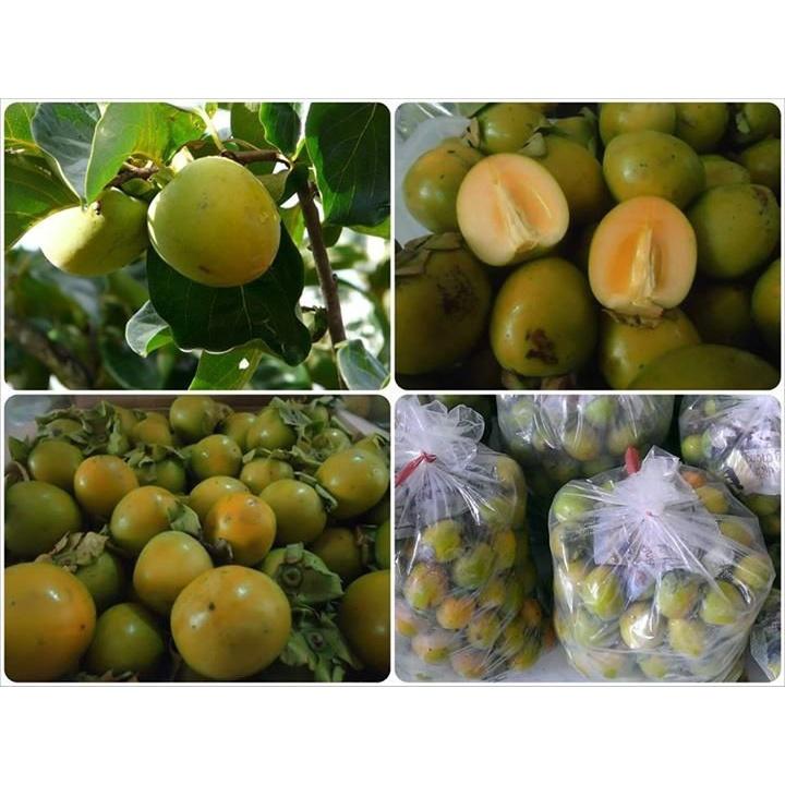 Cây giống hồng giòn không hạt BẢO LÂM