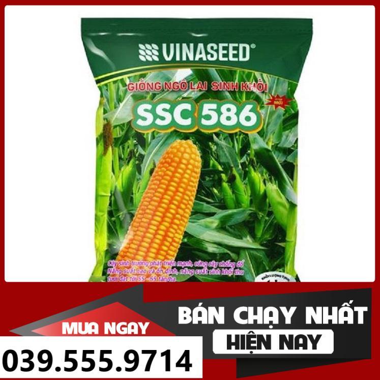 HẠT GIỐNG NGÔ SINH KHỐI SSC586 100G - DỄ TRỒNG DỄ CHĂM NĂNG SUẤT CAO