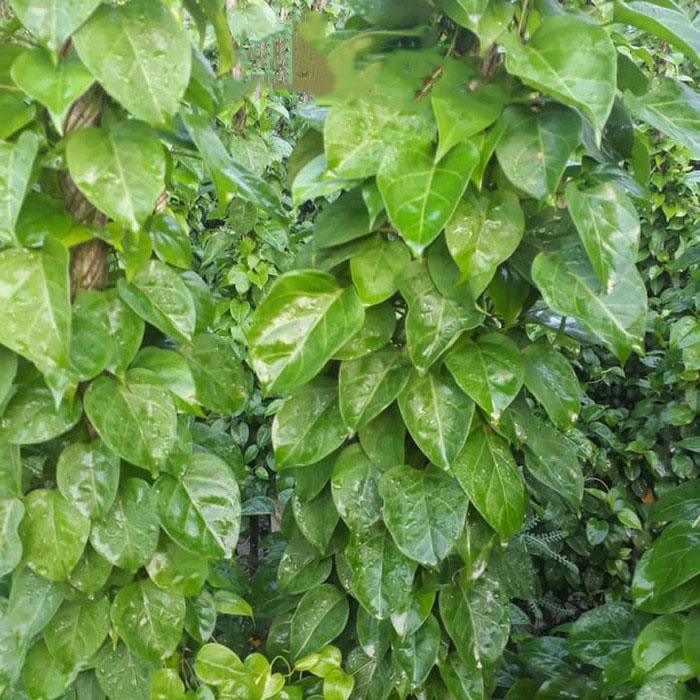 Hạt giống lá Giang giống khỏe lá to vị chua VTP170