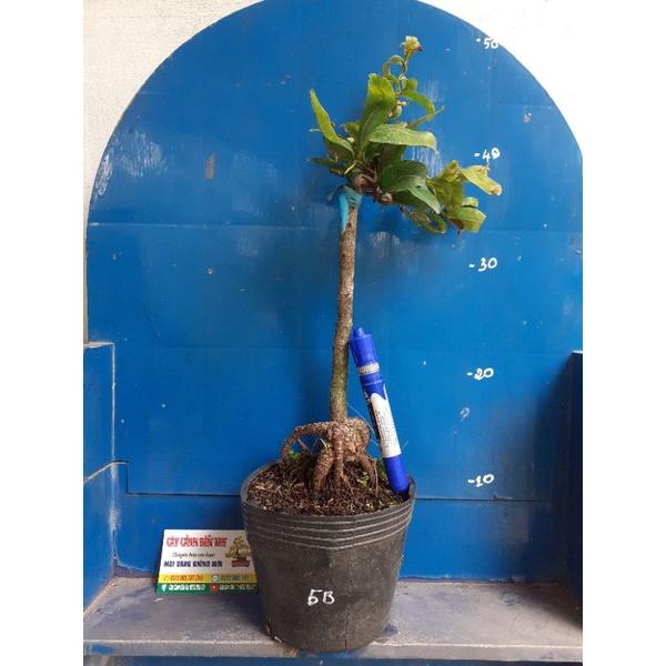 2 Cây Mai Giảo tự xoắn