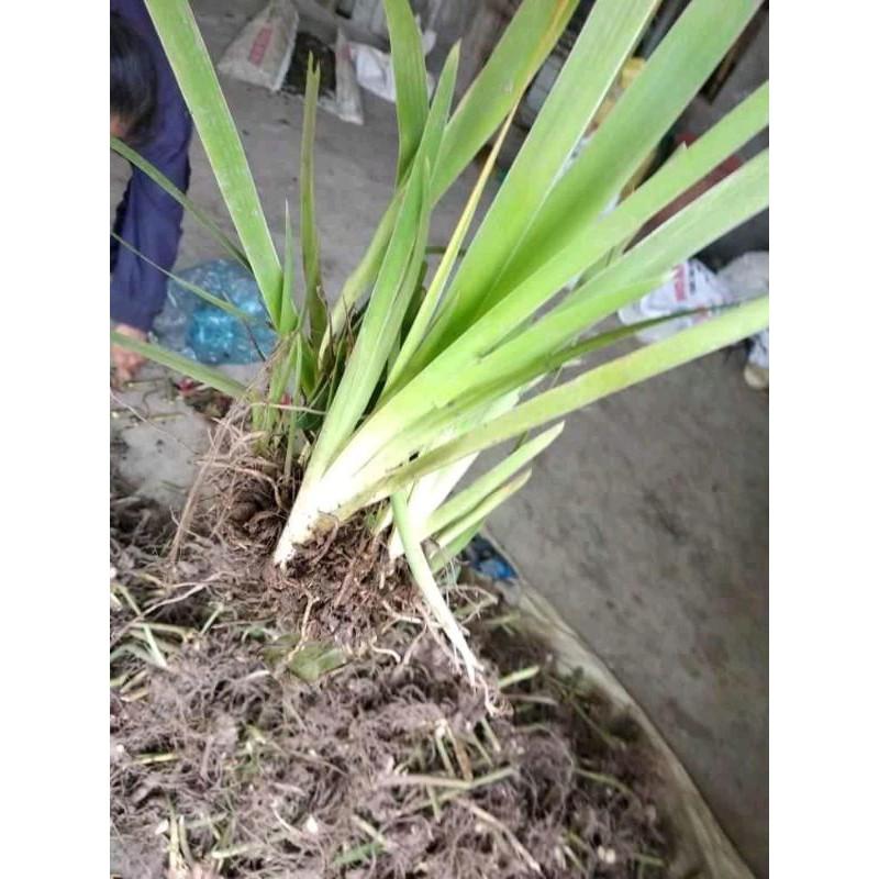 Xạ can tươi, khô, giống