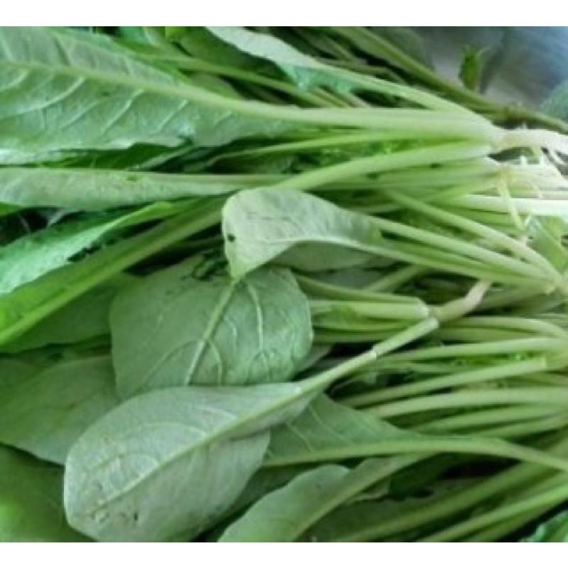 Hạt giống cải củ ăn lá gói 50g