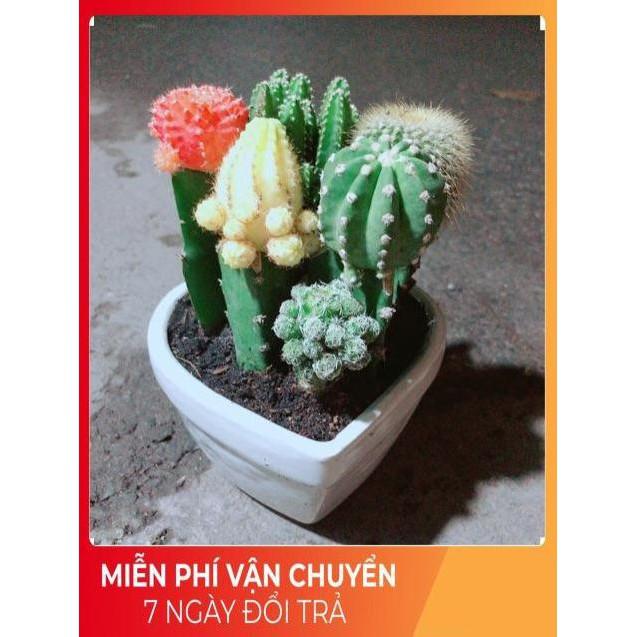 Chậu Xương Rồng Mix