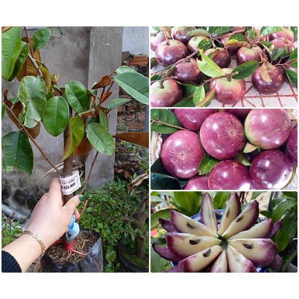 Cây giống vú sữa mica