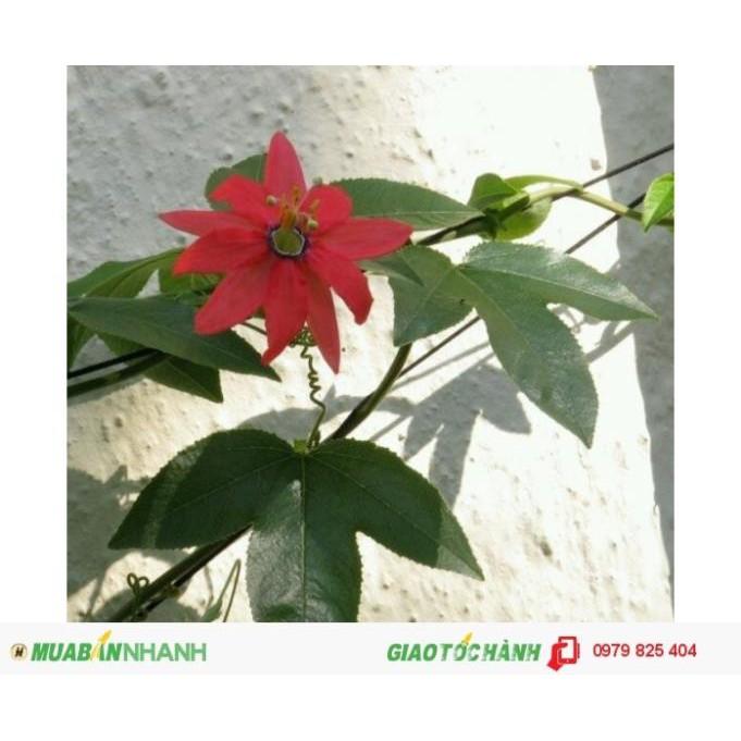 CHẬU HOA LEO Sao Biển