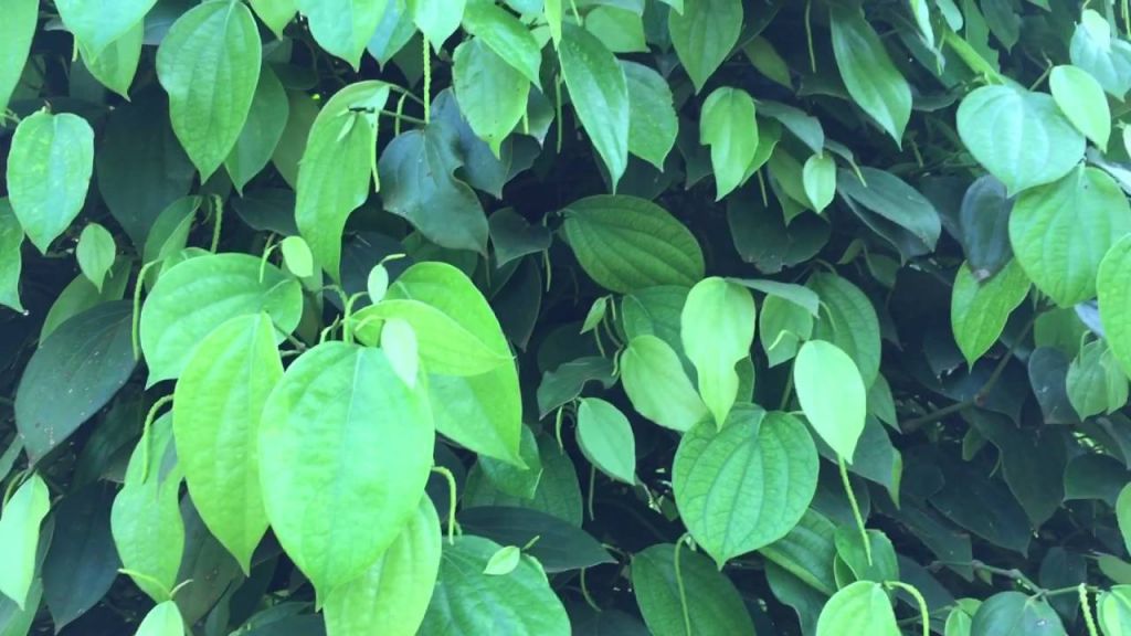 Cây giống Tiêu Trâu.