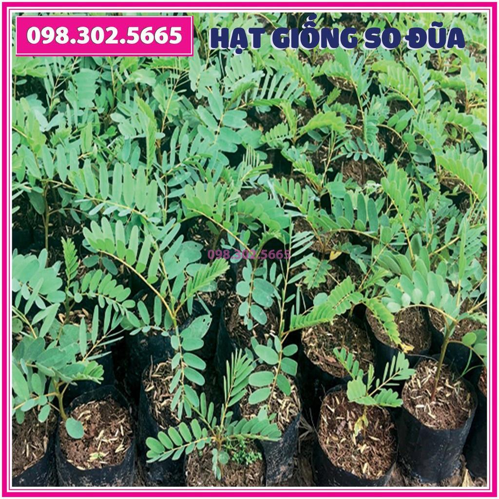 Gói 1kg Hạt giống cây so đũa tứ quý thái
