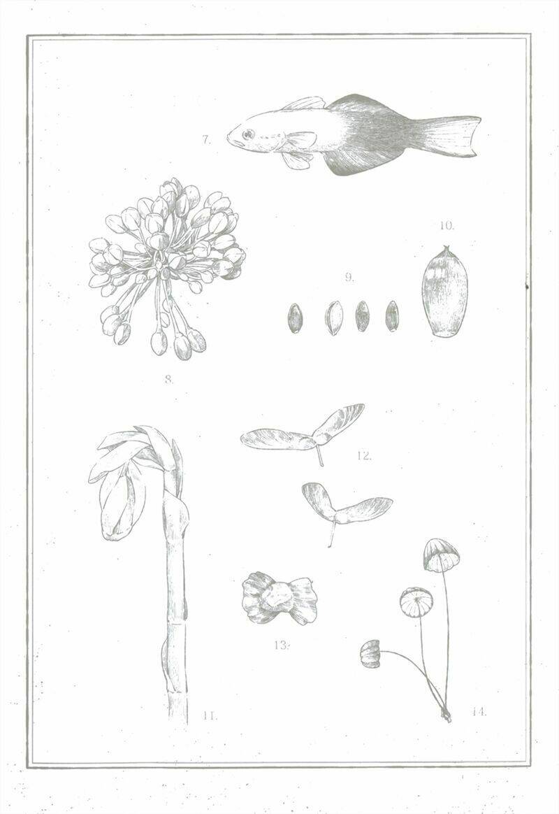 tsumasaki ni kourozu chapter 1 7