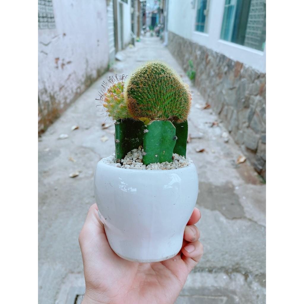 Chậu xương rồng tiểu cảnh