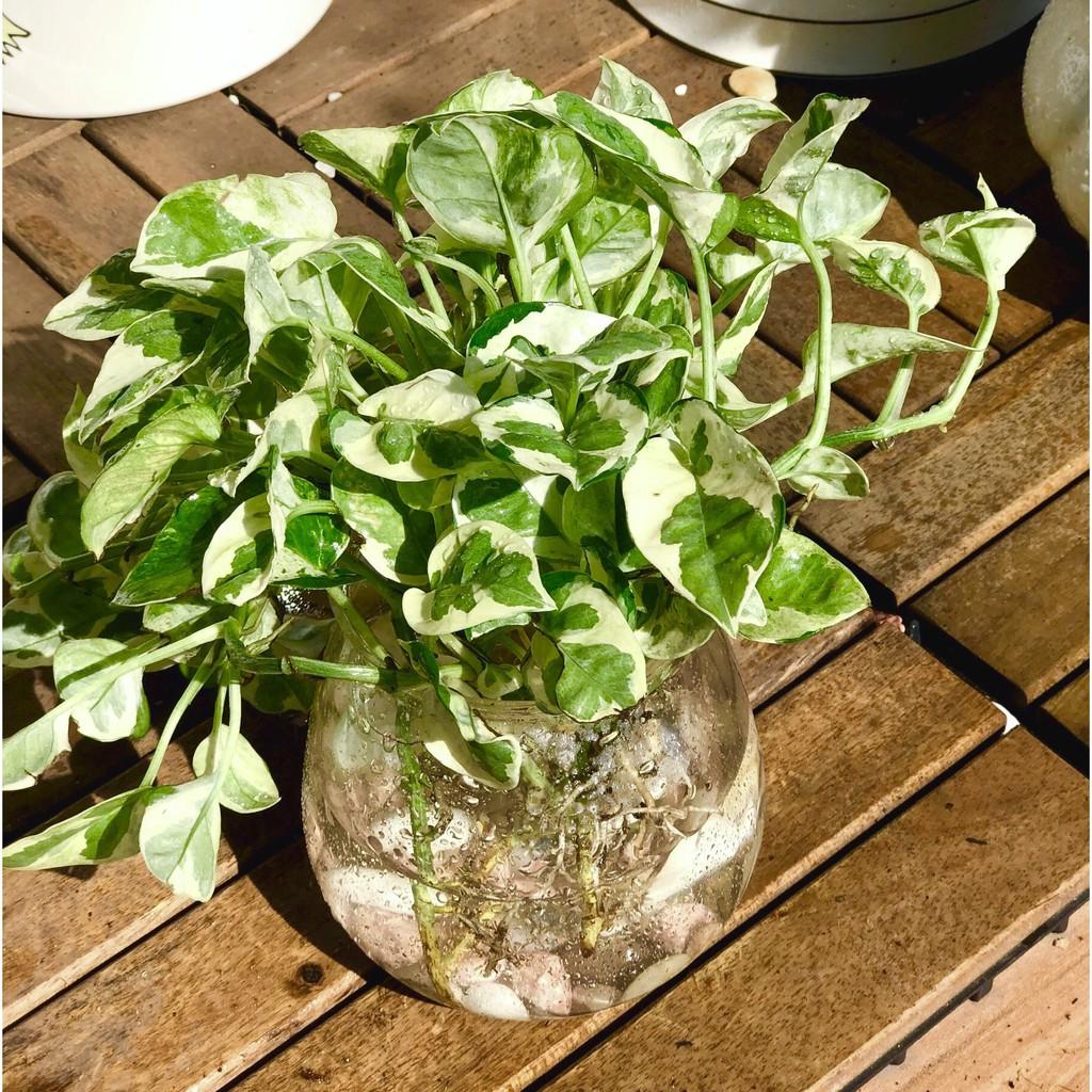 Chậu thuỷ tinh cây trầu bà Cẩm Thạch thuỷ canh tặng kèm đá trang trí