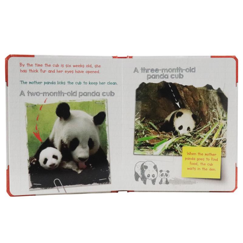 Sách ngoại văn: Active Minds Explorers - Meet Baby Panda