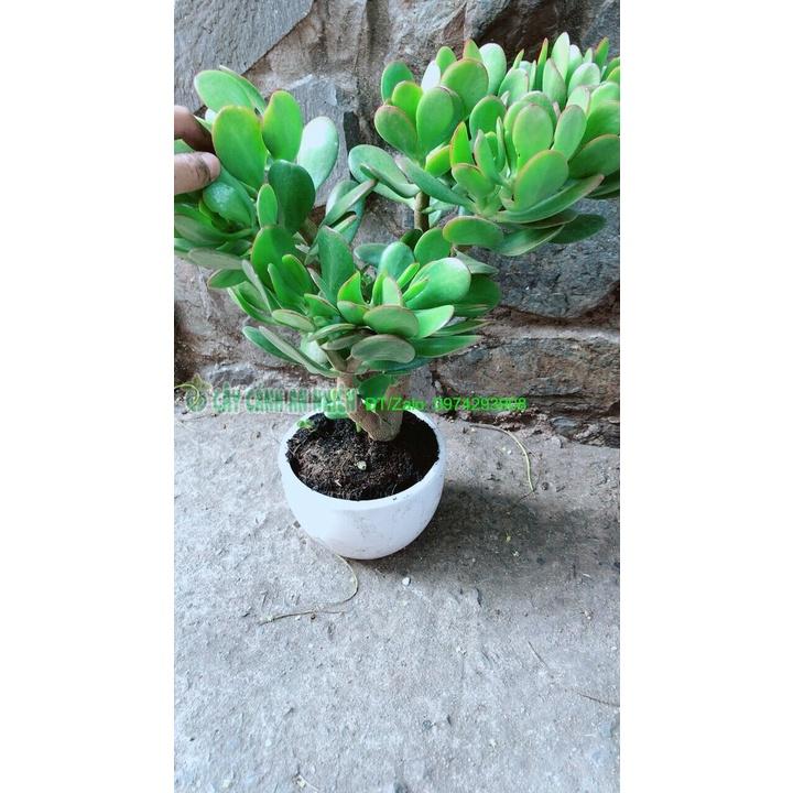 Chậu Cây Ngọc Bích Phong Thuỷ May Mắn