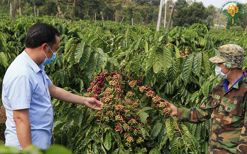 200 GRAM HẠT GIỐNG CÀ PHÊ DÂY THUẬN AN CAO SẢN .