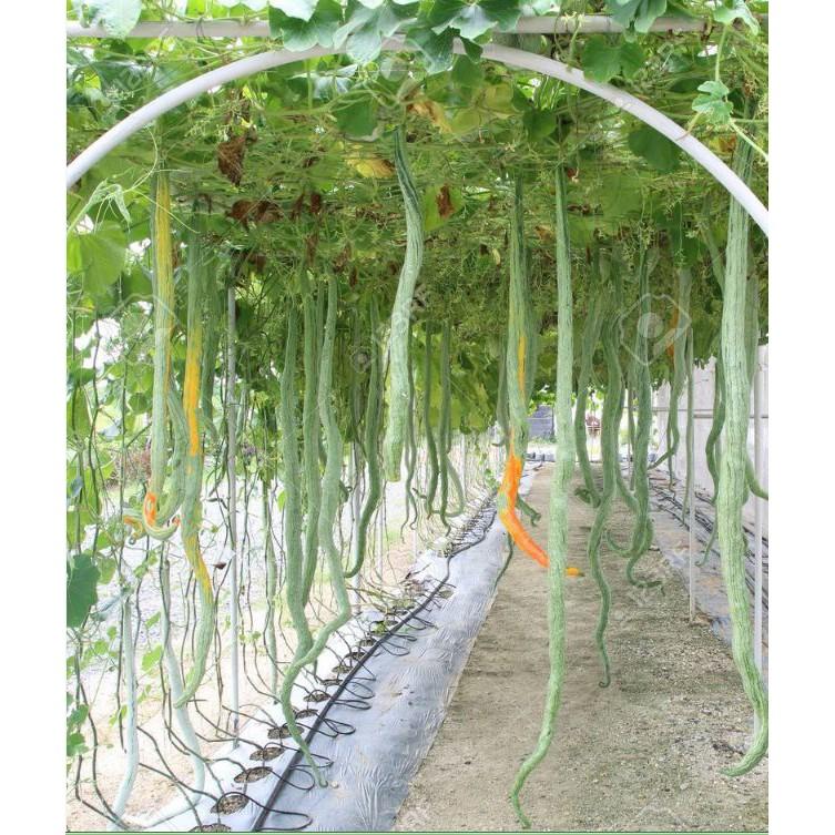 Hạt giống mướp rắn  quả dài - 5 hạt/gói