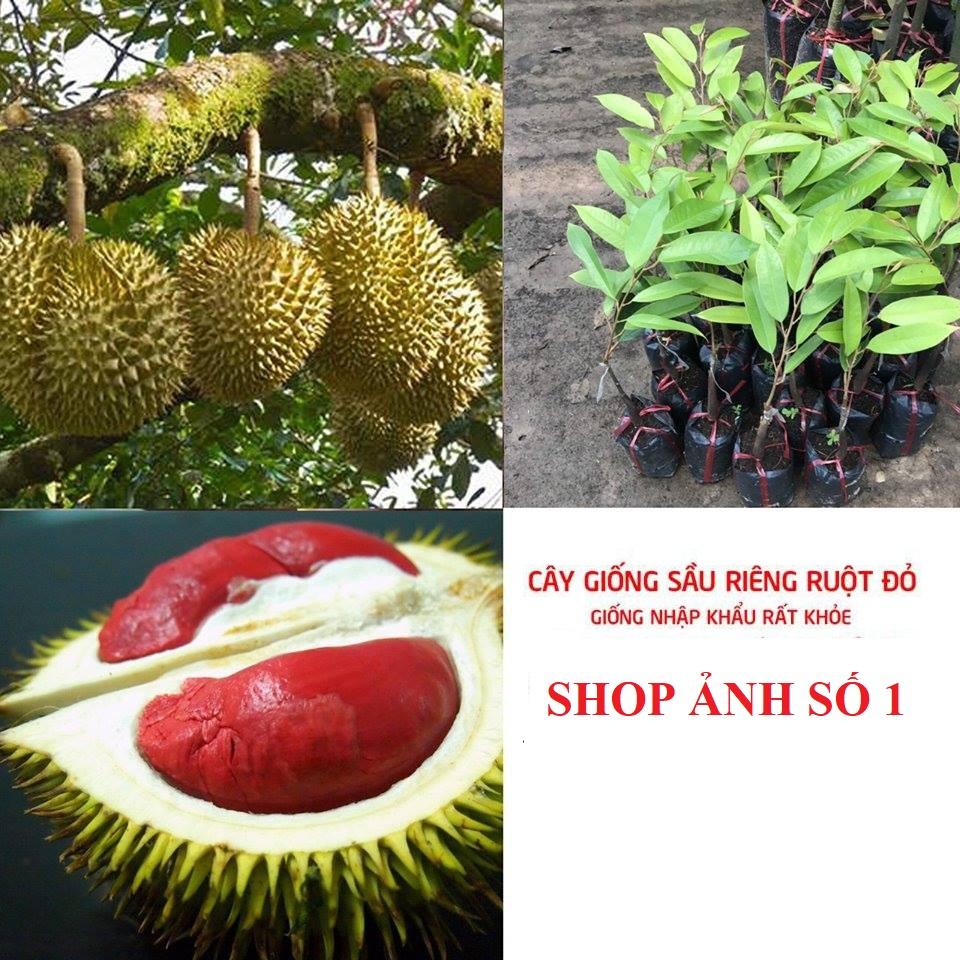 Cây SẦU RIÊNG RUỘT ĐỎ, cây giống mới to khỏe