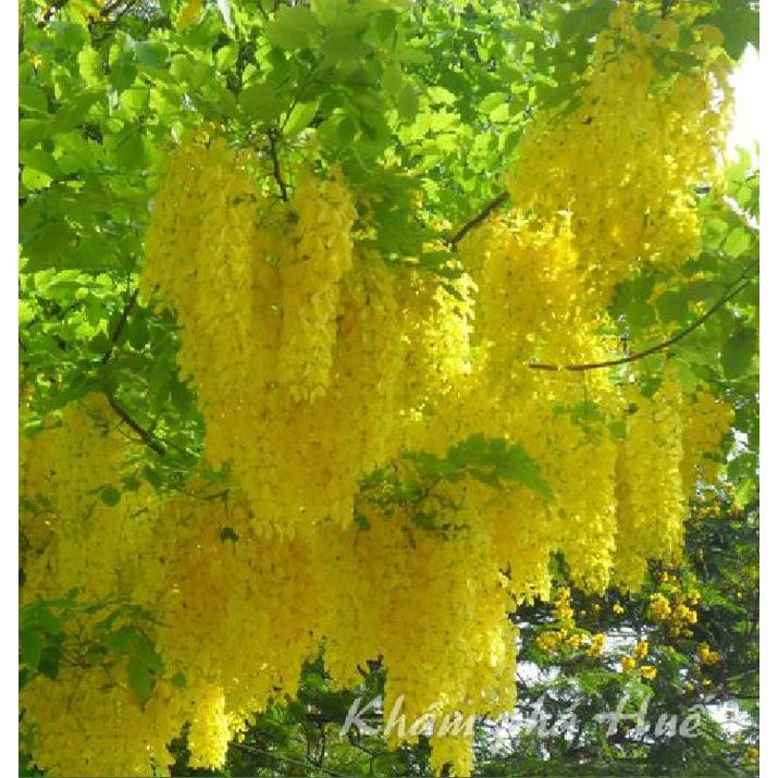 Hạt giống hoa muông hoàng yến  - Gói 20 hạt