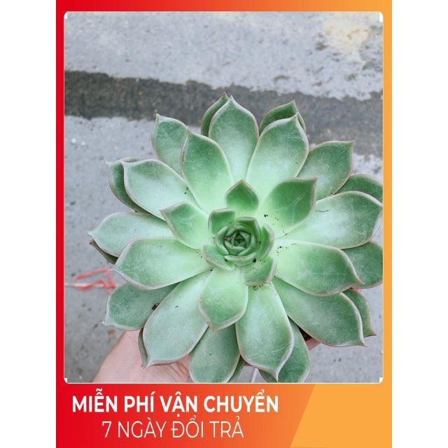 Sen Đá Size Đại