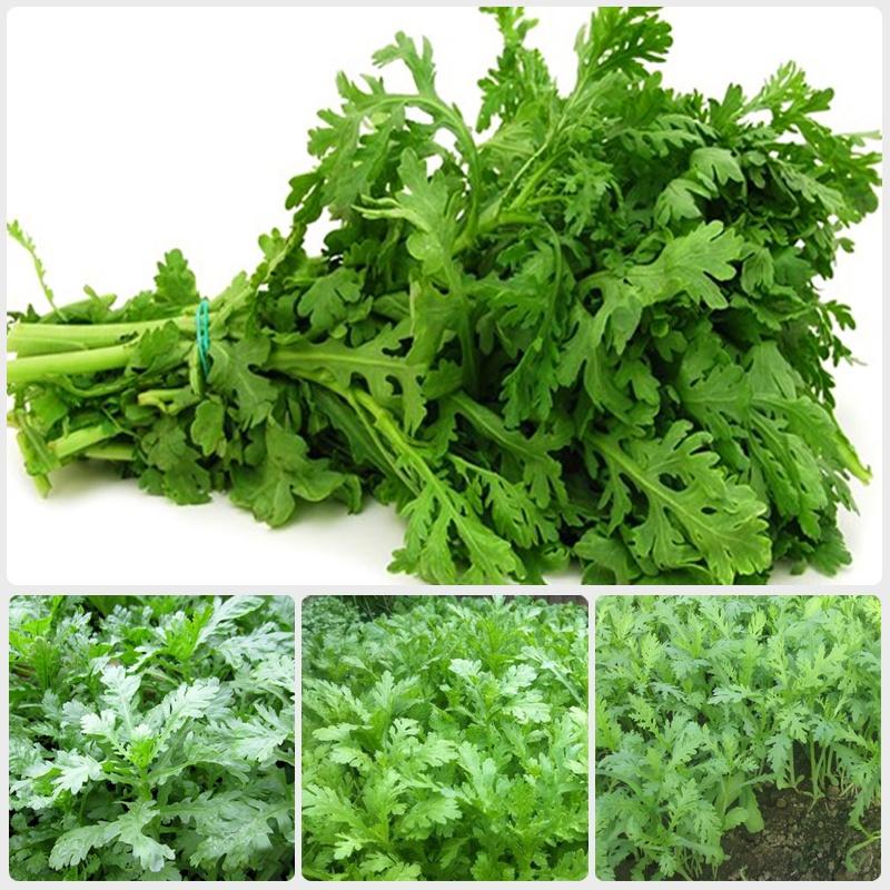 Hạt Giống Rau Tần Ô Lá Tròn - 1kg/gói